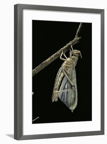 Schistocerca Gregaria (Desert Locust) - Emerging-Paul Starosta-Framed Photographic Print