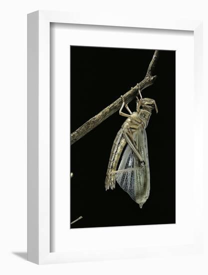 Schistocerca Gregaria (Desert Locust) - Emerging-Paul Starosta-Framed Photographic Print