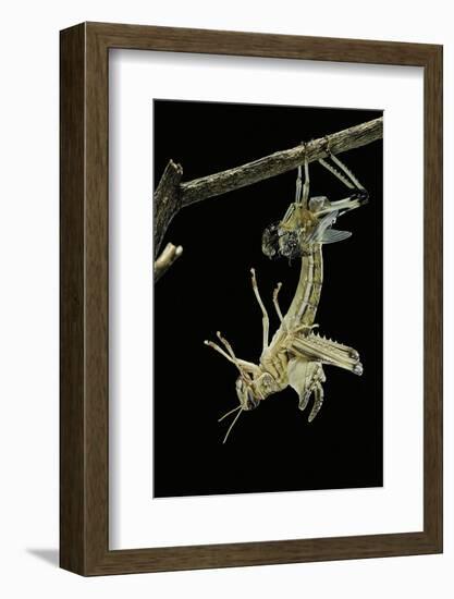 Schistocerca Gregaria (Desert Locust) - Emerging-Paul Starosta-Framed Photographic Print