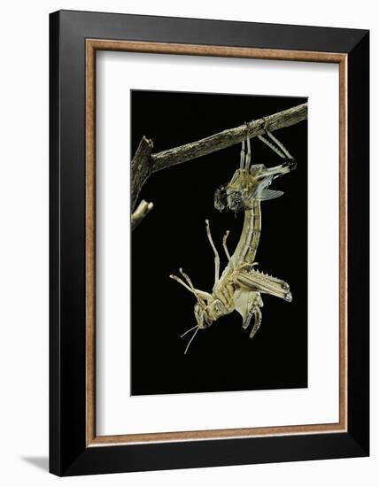 Schistocerca Gregaria (Desert Locust) - Emerging-Paul Starosta-Framed Photographic Print