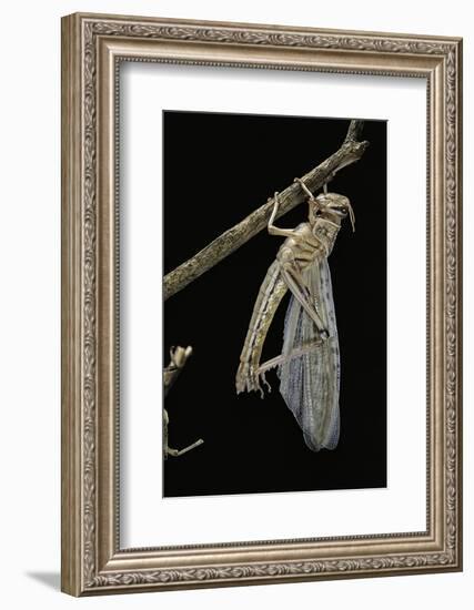 Schistocerca Gregaria (Desert Locust) - Emerging-Paul Starosta-Framed Photographic Print