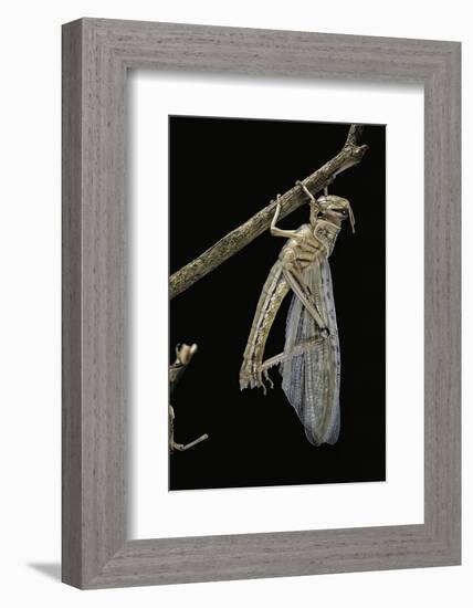 Schistocerca Gregaria (Desert Locust) - Emerging-Paul Starosta-Framed Photographic Print