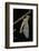 Schistocerca Gregaria (Desert Locust) - Emerging-Paul Starosta-Framed Photographic Print