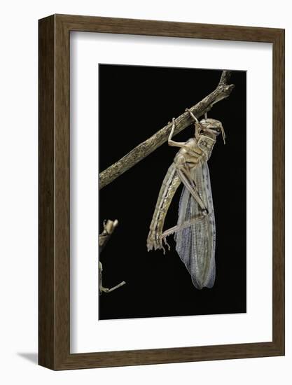 Schistocerca Gregaria (Desert Locust) - Emerging-Paul Starosta-Framed Photographic Print