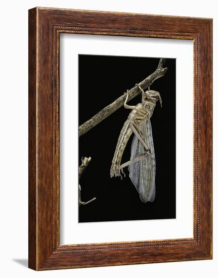 Schistocerca Gregaria (Desert Locust) - Emerging-Paul Starosta-Framed Photographic Print