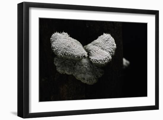 Schizophyllum Commune (Split Gill Fungus, Common Porecrust, Wood Decay)-Paul Starosta-Framed Photographic Print