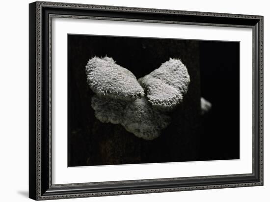Schizophyllum Commune (Split Gill Fungus, Common Porecrust, Wood Decay)-Paul Starosta-Framed Photographic Print