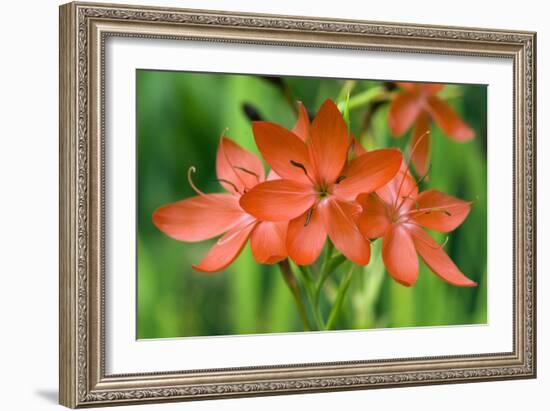 Schizostylis Coccinea 'Major'-Adrian Thomas-Framed Photographic Print