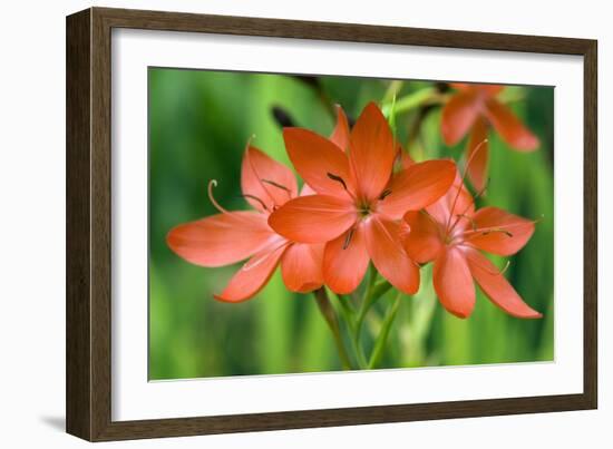 Schizostylis Coccinea 'Major'-Adrian Thomas-Framed Photographic Print