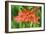 Schizostylis Coccinea 'Major'-Adrian Thomas-Framed Photographic Print