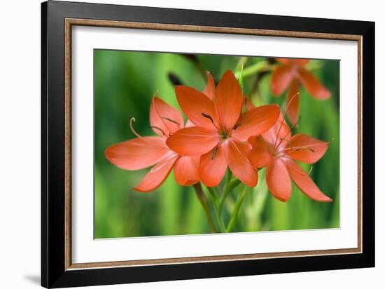 Schizostylis Coccinea 'Major'-Adrian Thomas-Framed Photographic Print