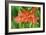 Schizostylis Coccinea 'Major'-Adrian Thomas-Framed Photographic Print