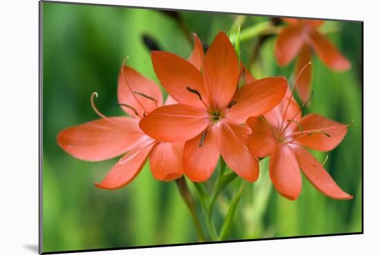 Schizostylis Coccinea 'Major'-Adrian Thomas-Mounted Photographic Print