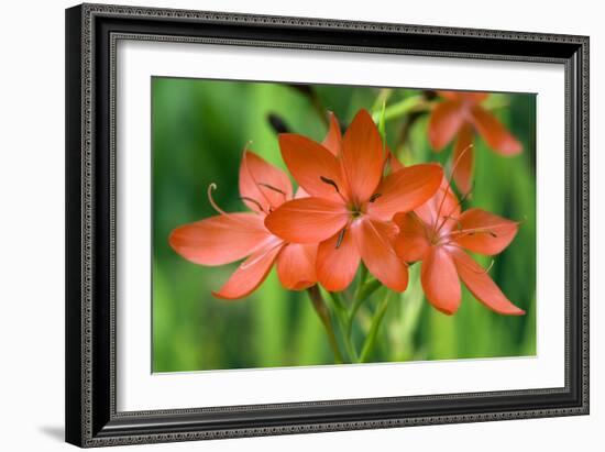 Schizostylis Coccinea 'Major'-Adrian Thomas-Framed Photographic Print