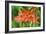 Schizostylis Coccinea 'Major'-Adrian Thomas-Framed Photographic Print