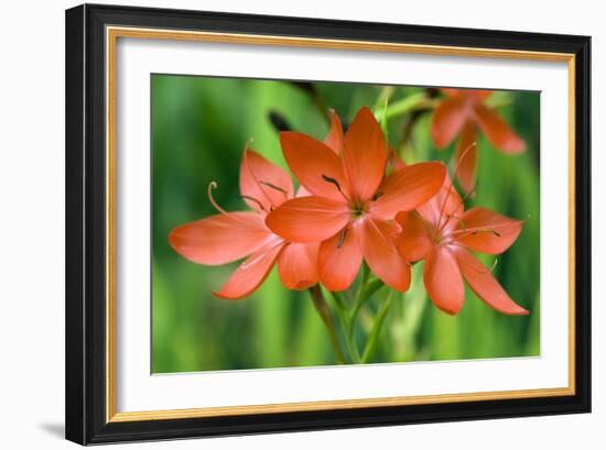 Schizostylis Coccinea 'Major'-Adrian Thomas-Framed Photographic Print