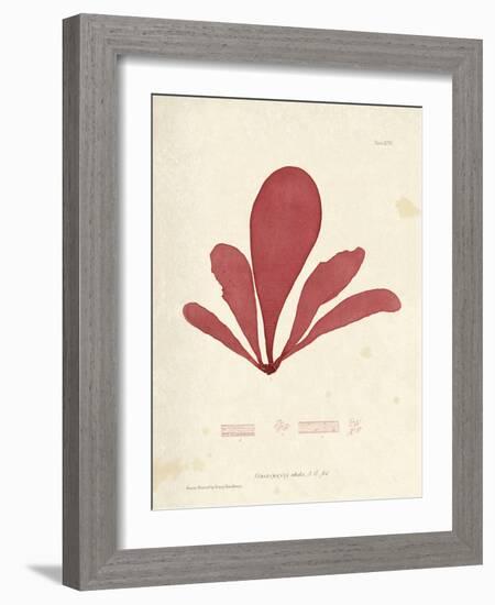 Schizymenia edulis-Henry Bradbury-Framed Giclee Print