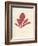 Schizymenia edulis-Henry Bradbury-Framed Giclee Print