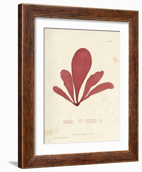 Schizymenia edulis-Henry Bradbury-Framed Giclee Print