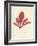 Schizymenia edulis-Henry Bradbury-Framed Giclee Print