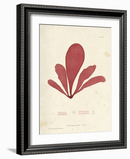 Schizymenia edulis-Henry Bradbury-Framed Giclee Print