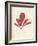 Schizymenia edulis-Henry Bradbury-Framed Giclee Print