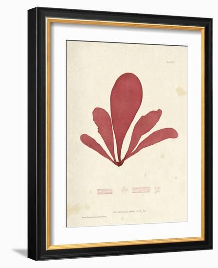 Schizymenia edulis-Henry Bradbury-Framed Giclee Print