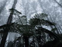 Boab Tree, Kimberley, Western Australia, Australia, Pacific-Schlenker Jochen-Premier Image Canvas