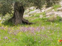 Wildflowers and Olive Tree, Near Halawa, Jordan, Middle East-Schlenker Jochen-Framed Photographic Print