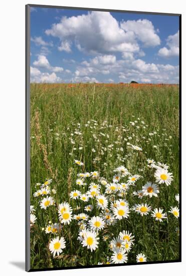 Schleswig-Holstein, Field with Camomile Blossoms-Catharina Lux-Mounted Photographic Print