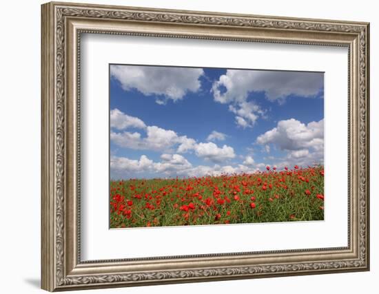 Schleswig-Holstein, Field with Poppies-Catharina Lux-Framed Photographic Print