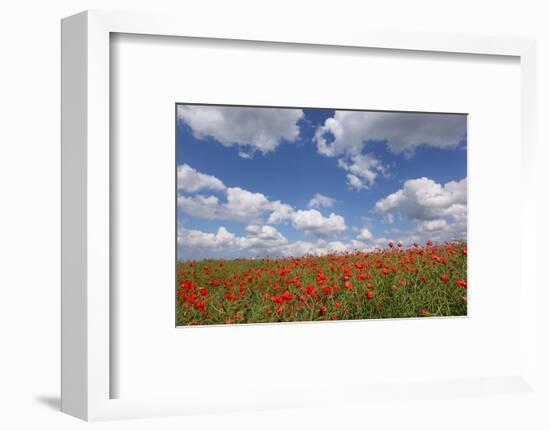 Schleswig-Holstein, Field with Poppies-Catharina Lux-Framed Photographic Print