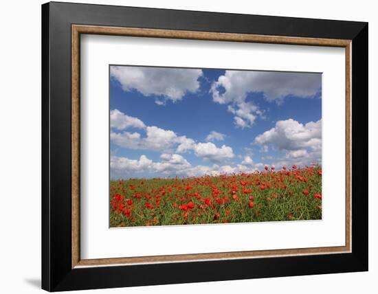 Schleswig-Holstein, Field with Poppies-Catharina Lux-Framed Photographic Print