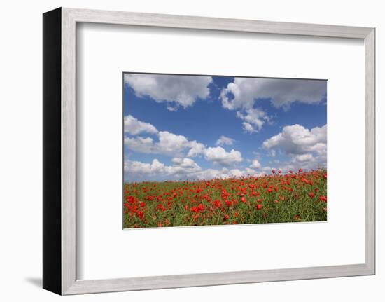 Schleswig-Holstein, Field with Poppies-Catharina Lux-Framed Photographic Print