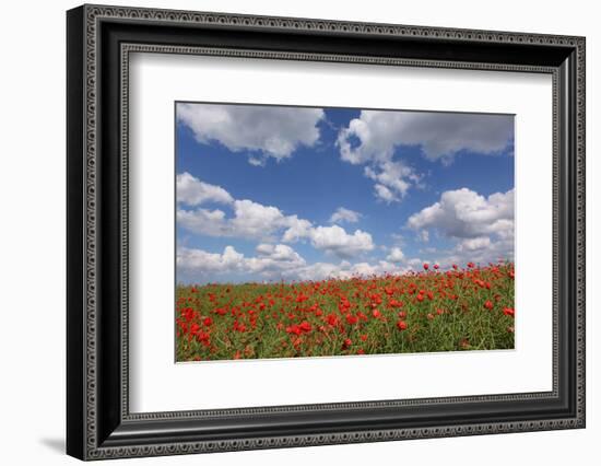 Schleswig-Holstein, Field with Poppies-Catharina Lux-Framed Photographic Print