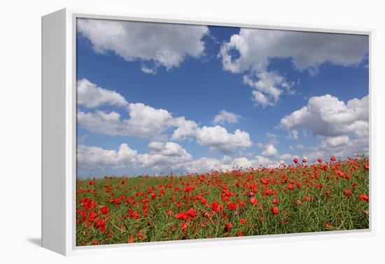 Schleswig-Holstein, Field with Poppies-Catharina Lux-Framed Premier Image Canvas