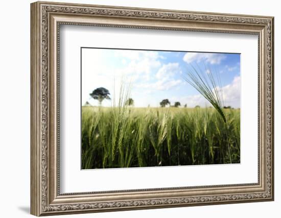 Schleswig-Holstein, Landscape, Field, Barley-Catharina Lux-Framed Photographic Print