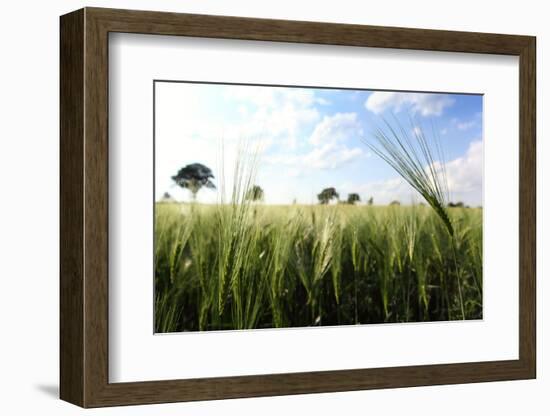 Schleswig-Holstein, Landscape, Field, Barley-Catharina Lux-Framed Photographic Print