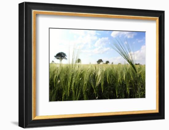 Schleswig-Holstein, Landscape, Field, Barley-Catharina Lux-Framed Photographic Print