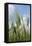 Schleswig-Holstein, Landscape, Field, Barley-Catharina Lux-Framed Premier Image Canvas