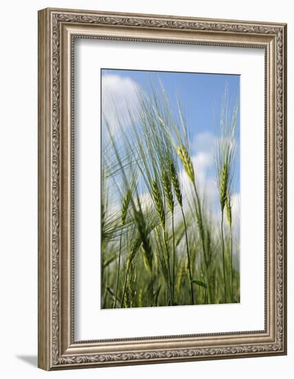 Schleswig-Holstein, Landscape, Field, Barley-Catharina Lux-Framed Photographic Print