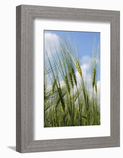 Schleswig-Holstein, Landscape, Field, Barley-Catharina Lux-Framed Photographic Print