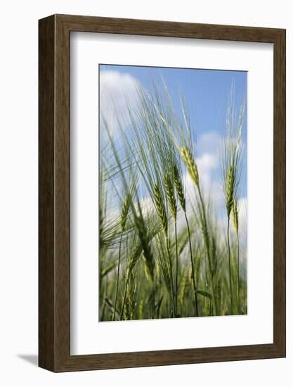 Schleswig-Holstein, Landscape, Field, Barley-Catharina Lux-Framed Photographic Print