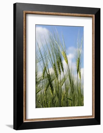 Schleswig-Holstein, Landscape, Field, Barley-Catharina Lux-Framed Photographic Print