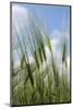 Schleswig-Holstein, Landscape, Field, Barley-Catharina Lux-Mounted Photographic Print