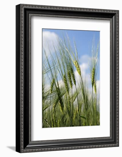 Schleswig-Holstein, Landscape, Field, Barley-Catharina Lux-Framed Photographic Print