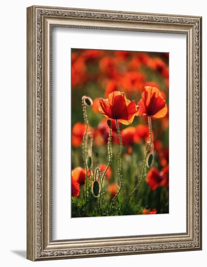 Schleswig-Holstein, Poppy Field-Catharina Lux-Framed Photographic Print