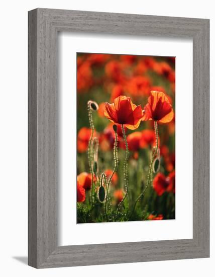 Schleswig-Holstein, Poppy Field-Catharina Lux-Framed Photographic Print