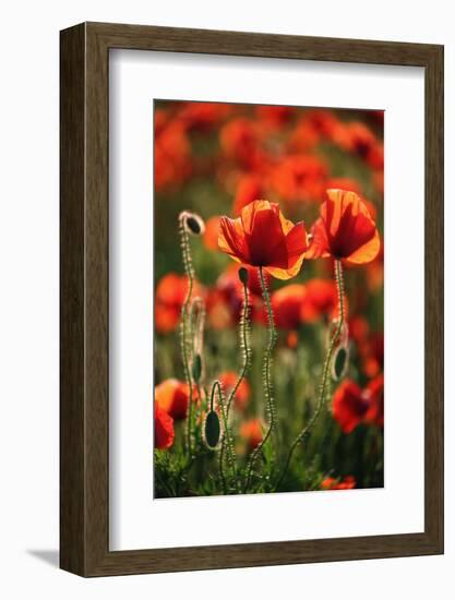 Schleswig-Holstein, Poppy Field-Catharina Lux-Framed Photographic Print