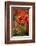 Schleswig-Holstein, Poppy Field-Catharina Lux-Framed Photographic Print